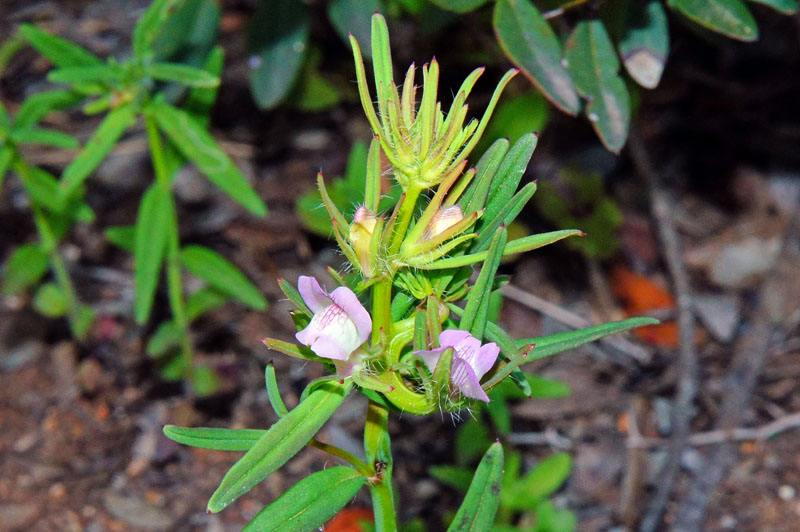 Misopates orontium